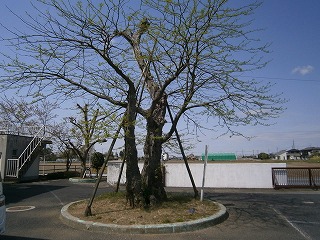 学校のシンボル「さいかち」の木（若葉のころ）